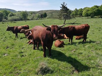 Cows on field against sky