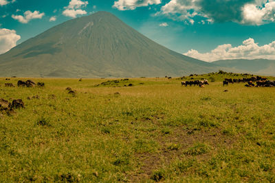 Masai boran cattle grazing at mount ol doinyo lengai in ngorongoro conservation area, tanzania