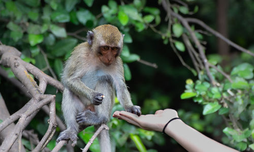 Monkey sitting on tree branch