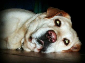 Close-up portrait of a dog