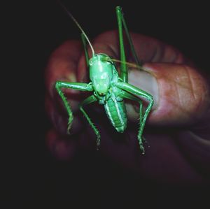 Close-up of insect on hand