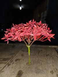 Close-up of red rose flower