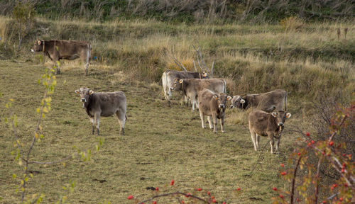 Cows standing in a field