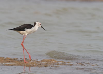 Seagull perching on a beach