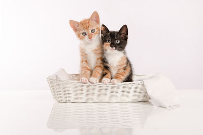 Portrait of cat against white background