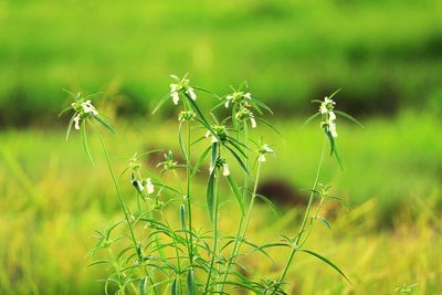 Close-up of dandelion on field