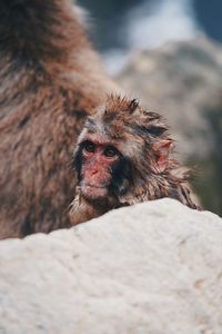 Close-up of monkey on rock