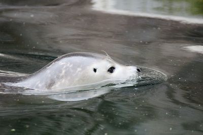 Close-up of duck swimming in water