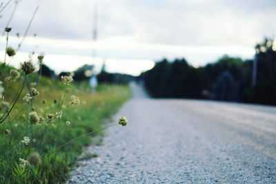 Close-up of road by trees against sky