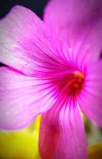 Close-up of pink hibiscus blooming outdoors