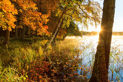 Trees in forest during autumn