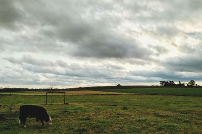 Horses grazing in a field