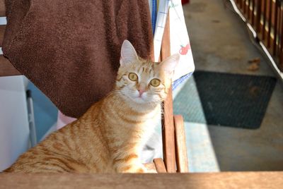 Portrait of cat on blanket