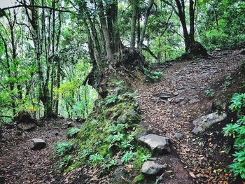 Trees growing in forest
