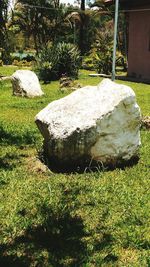 View of rocks in garden