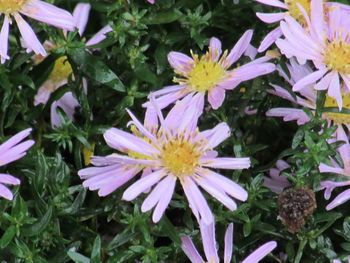 Close-up of purple flowering plants