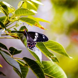 Close-up of butterfly pollinating flower