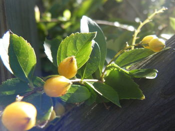 Close-up of plant