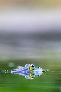 Big green frog in garden pond with beautiful reflection at the water surface shows frog eyes