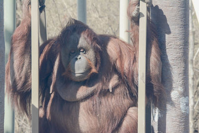 Portrait of an orangutan