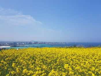Scenic view of oilseed rape field against sky