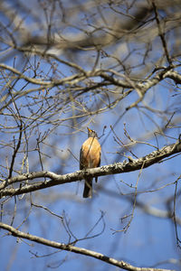 Curious american robin turdus migratorius looking around from its perch on a tree limb on a nice day