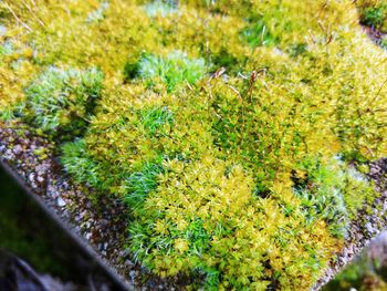 Close-up of plants