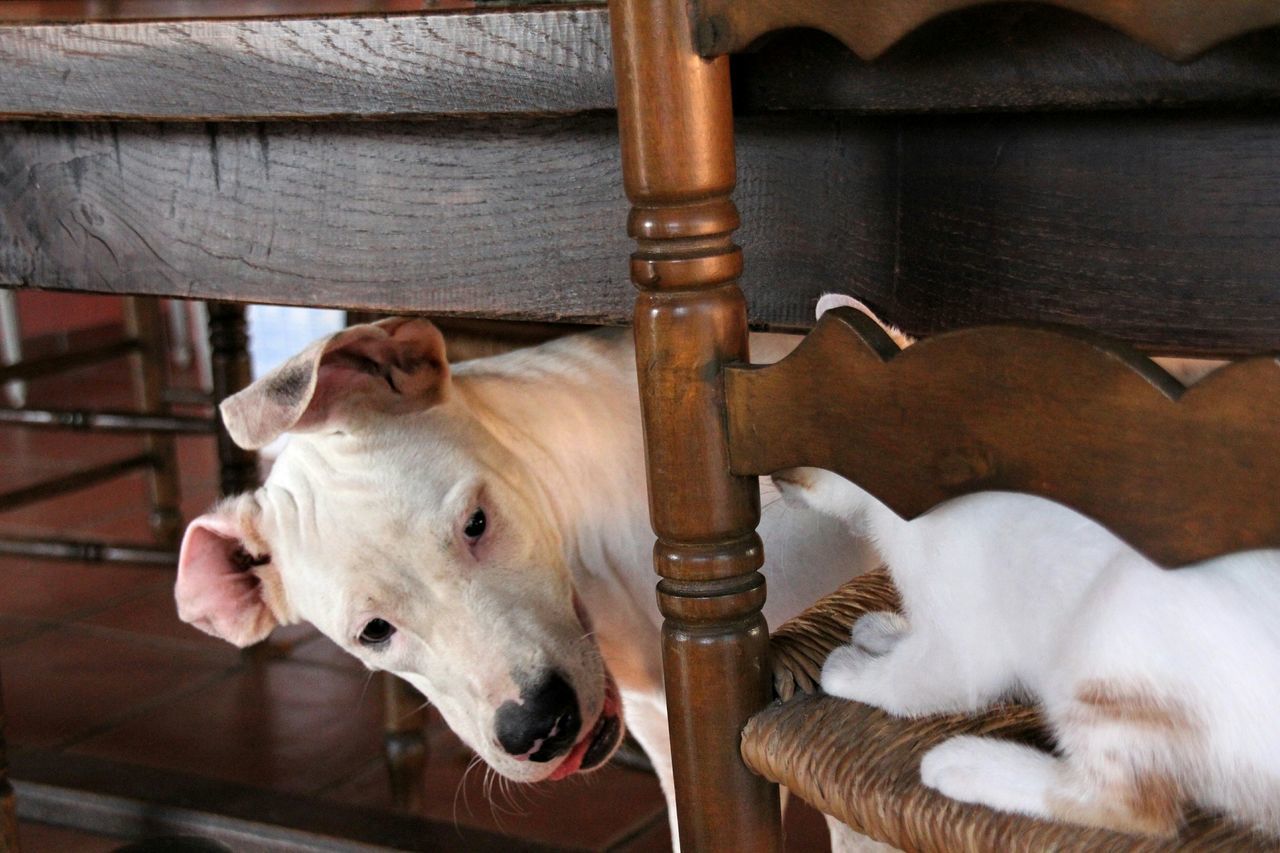 domestic animals, animal themes, mammal, pets, one animal, dog, two animals, livestock, indoors, relaxation, close-up, animal head, zoology, resting, white color, focus on foreground, lying down, no people, vertebrate, day