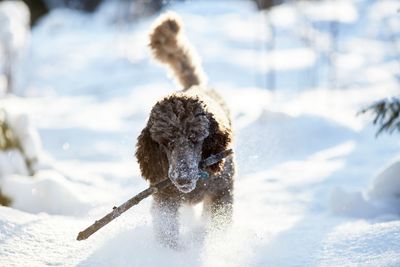 Dog on snow covered mountain