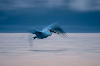 Bird flying over sea