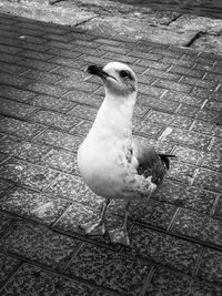 High angle view of seagull perching on footpath