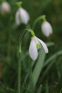 Close-up of white flowering plant