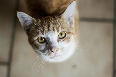 Close-up portrait of a cat