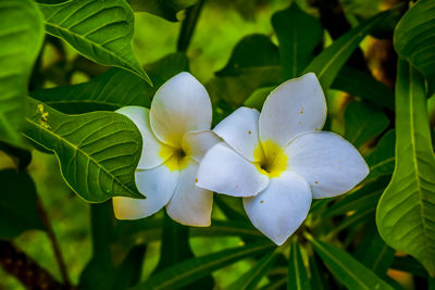 Close-up of white flowers blooming outdoors