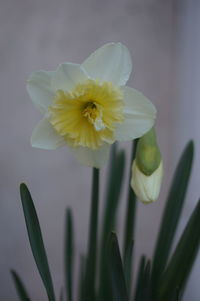 Close-up of white daffodil flower