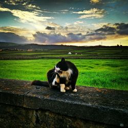 Dog standing on grassy field