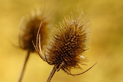 Close-up of dried thistle