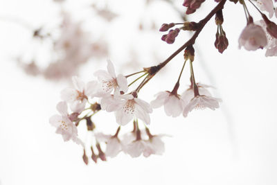 Close-up of cherry blossom