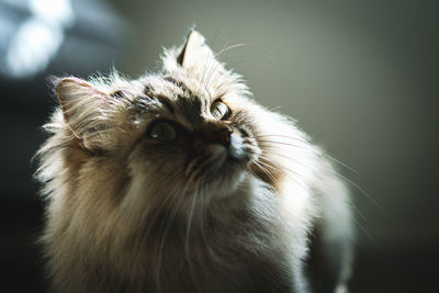 Close-up of a cat looking up