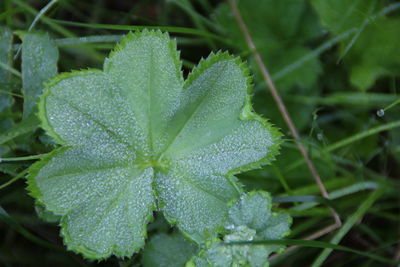 Close-up of wet plant leaves