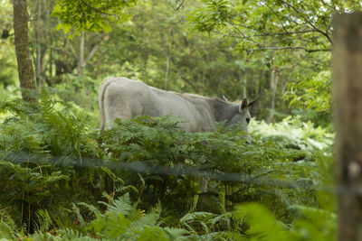 Side view of horse in forest