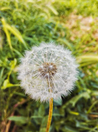 Close-up of dandelion flower on field