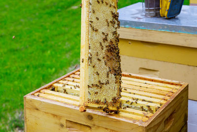 Close-up of bee on wood