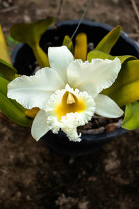 Close-up of white flowering plant