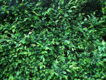 Full frame shot of fresh green plants