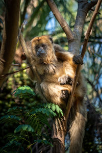 Low angle view of monkey sitting on tree branch