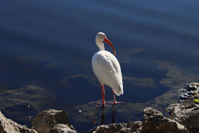 High angle view of bird on rock by lake