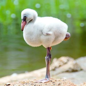 Close-up of swan on lake