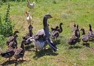 Birds on field