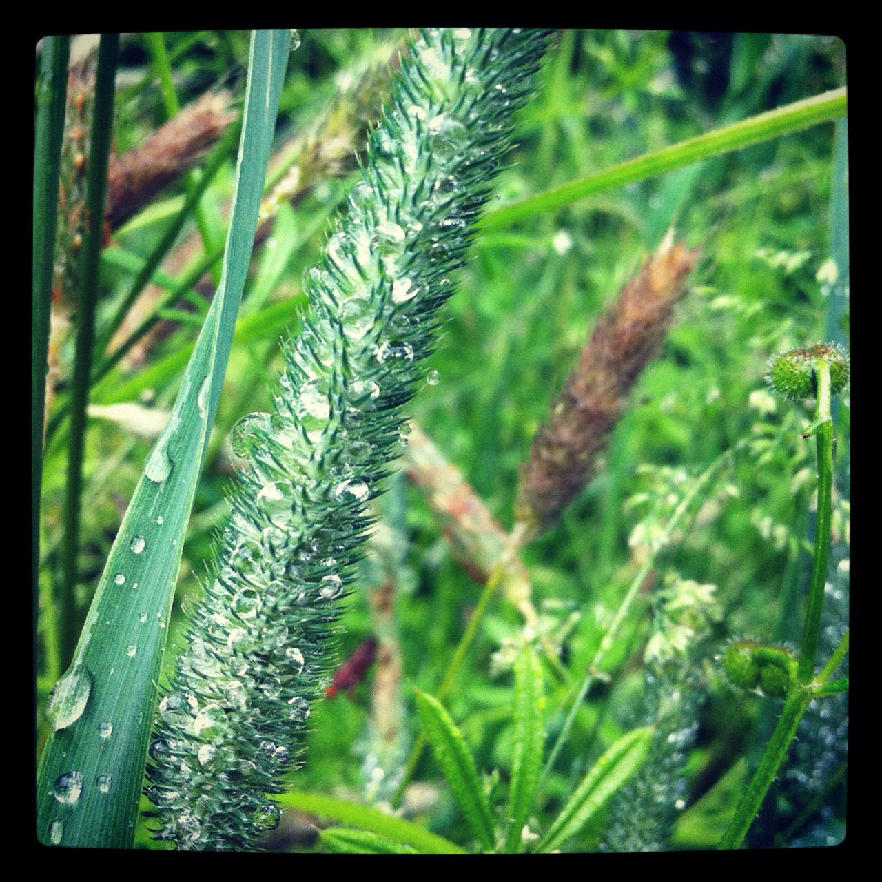 transfer print, grass, drop, growth, close-up, focus on foreground, water, green color, auto post production filter, nature, plant, wet, dew, freshness, beauty in nature, selective focus, field, fragility, blade of grass, tranquility